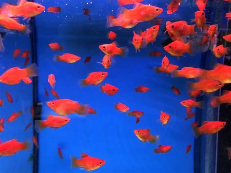 紅球魚水溫|紅球魚(2～3公分)一組10隻 